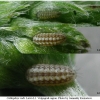 calloph rubi larva1 volg